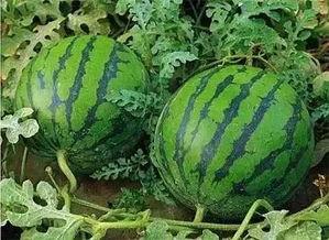 常德网红吃瓜事件,揭秘网络舆论背后的真相与反思 第3张 常德网红吃瓜事件,揭秘网络舆论背后的真相与反思 第3张